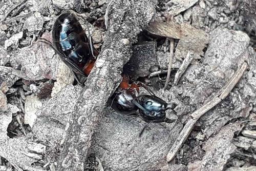 Réf. 327 924 : Camponotus ligniperda